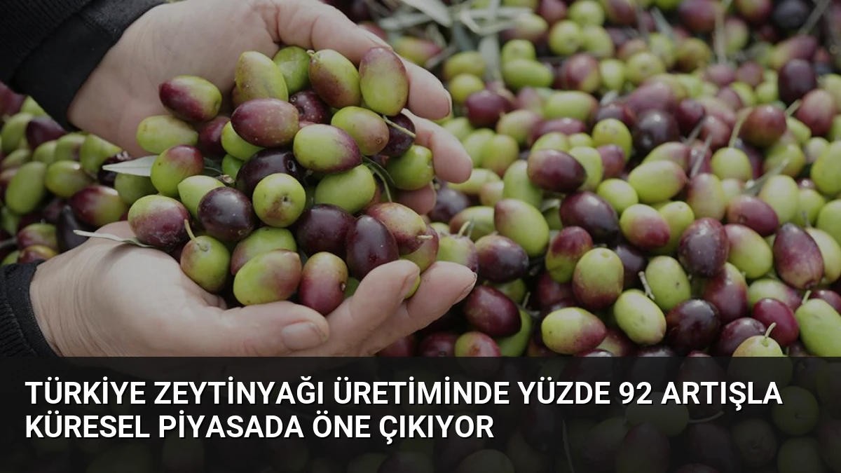 Türkiye Zeytinyağı Üretiminde Yüzde 92 Artışla Küresel Piyasada Öne Çıkıyor