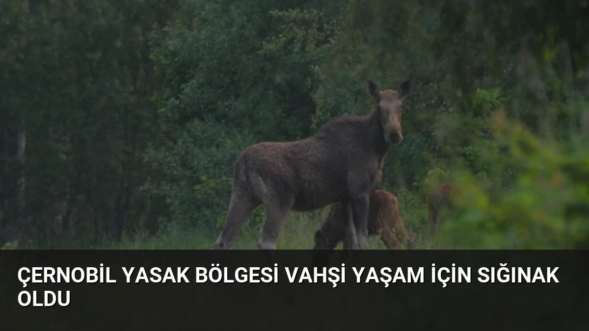 Çernobil Yasak Bölgesi Vahşi Yaşam İçin Sığınak Oldu
