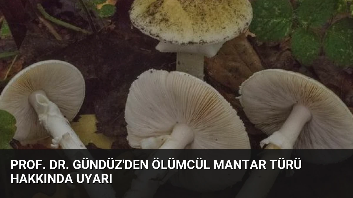 Prof. Dr. Gündüz’den Ölümcül Mantar Türü Hakkında Uyarı