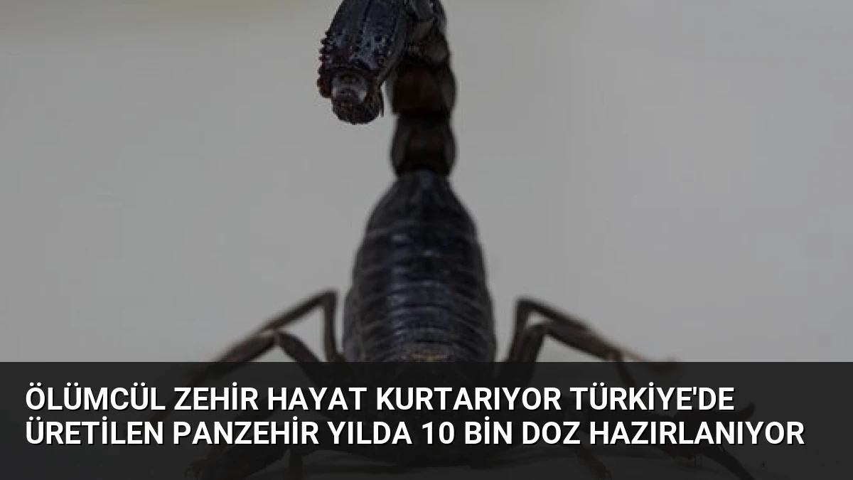Ölümcül Zehir Hayat Kurtarıyor Türkiye’de Üretilen Panzehir Yılda 10 Bin Doz Hazırlanıyor