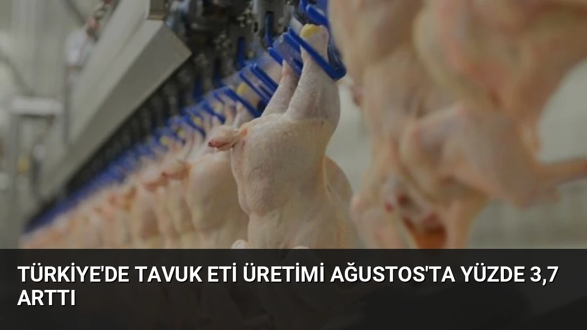 Türkiye’de Tavuk Eti Üretimi Ağustos’ta Yüzde 3,7 Arttı